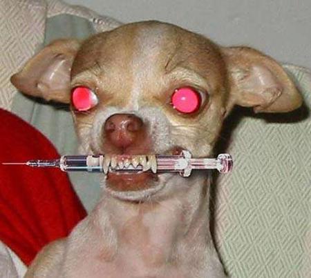 gentil le chien